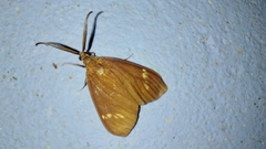 Cyclosia latipennis