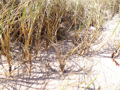 Spinifex