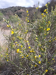 Genista polyanthos