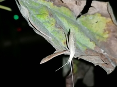 Oecanthus dulcisonans