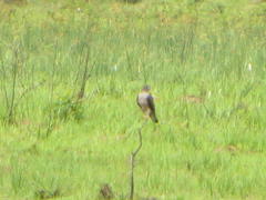 Aviceda cuculoides verreauxii