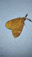 Cyclosia latipennis