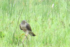 Aviceda cuculoides verreauxii