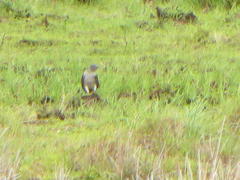 Aviceda cuculoides verreauxii