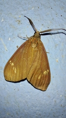 Cyclosia latipennis