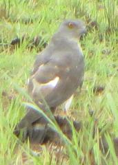 Aviceda cuculoides verreauxii