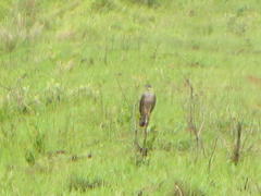 Aviceda cuculoides verreauxii