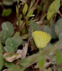 Eurema brigitta