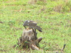 Aviceda cuculoides verreauxii