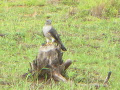 Aviceda cuculoides verreauxii