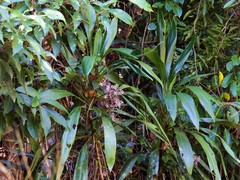 Cordyline cannifolia
