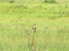 Aviceda cuculoides verreauxii