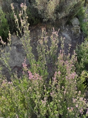 Erica manipuliflora
