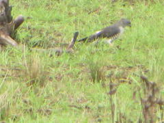 Aviceda cuculoides verreauxii