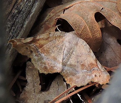 Neoselenia hilumaria