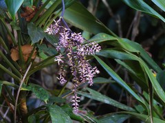 Cordyline cannifolia