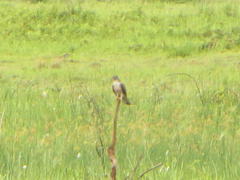 Aviceda cuculoides verreauxii