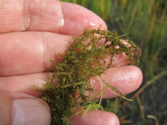 Drepanocladus