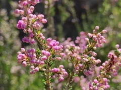 Erica manipuliflora