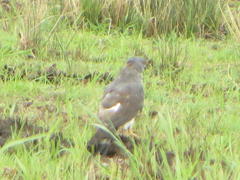 Aviceda cuculoides verreauxii