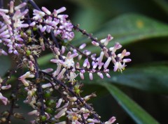 Cordyline cannifolia