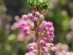 Erica manipuliflora