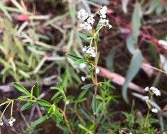 Logania linifolia