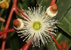 Eucalyptus staeri