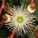 Eucalyptus staeri - Photo (c) robert davis, alguns direitos reservados (CC BY-NC), uploaded by robert davis