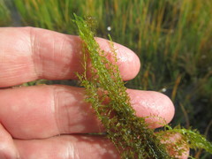 Drepanocladus