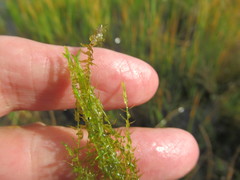 Drepanocladus
