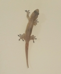 Hemidactylus parvimaculatus