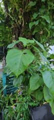 Thespesia grandiflora