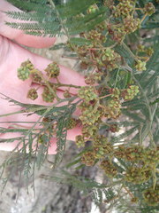 Dasineura rubiformis