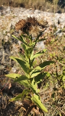 Pentanema spiraeifolium
