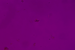 Collybiopsis dichroa