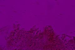 Collybiopsis dichroa