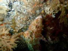 Clinus superciliosus