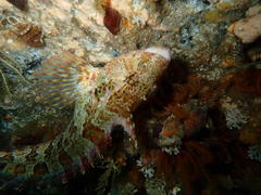 Clinus superciliosus