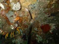 Clinus superciliosus