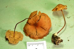 Marasmius floridanus