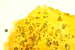 Marasmius floridanus