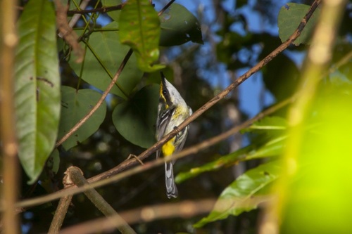 Yellow-breasted Boatbill (Machaerirhynchus flaviventer), photo 8