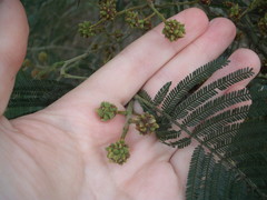 Dasineura rubiformis