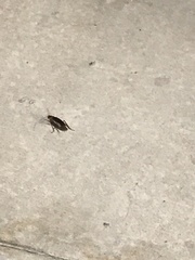 Periplaneta australasiae