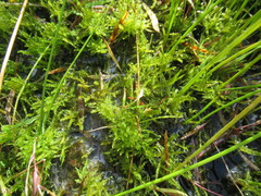 Drepanocladus