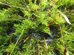 Drepanocladus