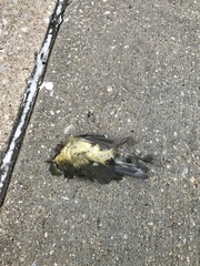 Setophaga caerulescens