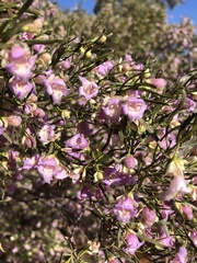 Eremophila sturtii