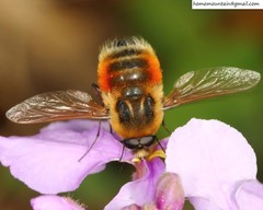 Bombylius erythropleurus